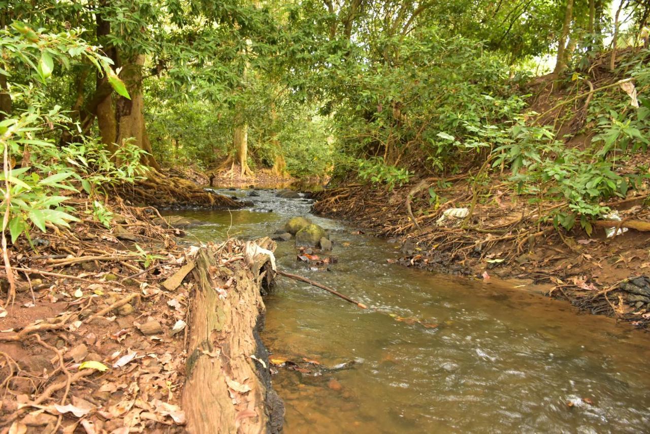 Jungle View River Camping ウダワラウェ エクステリア 写真