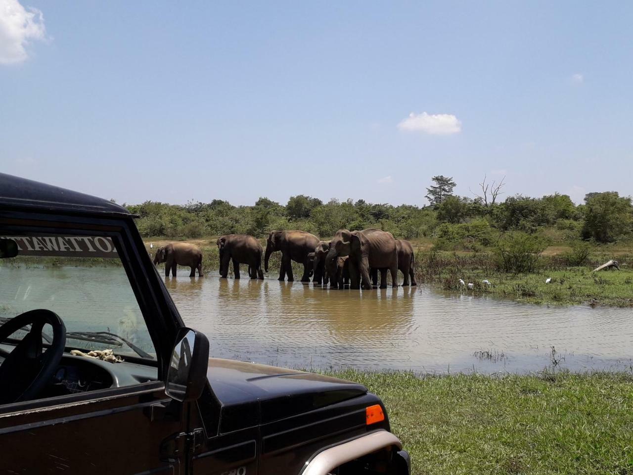 Jungle View River Camping ウダワラウェ エクステリア 写真